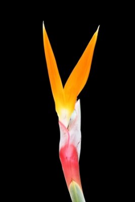 Papier peint  strelitzia,Gran Canaria,Spain