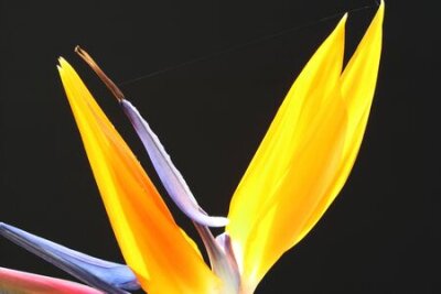 Papier peint  strelitzia,Gran Canaria,Spain