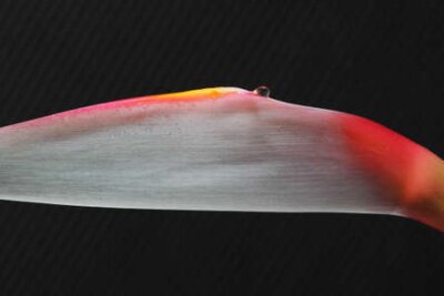 Papier peint  strelitzia,Gran Canaria,Spain