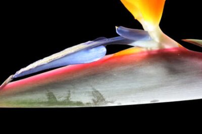 Papier peint  strelitzia,Gran Canaria,Spain