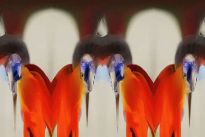 Papier peint  strelitzia,Gran Canaria,Spain