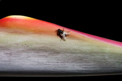 Papier peint  strelitzia,Gran Canaria,Spain
