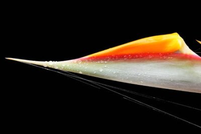 Papier peint  strelitzia,Gran Canaria,Spain