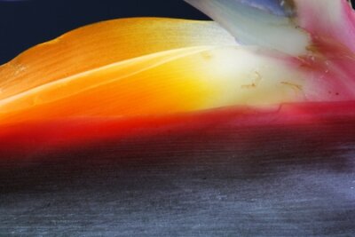 Papier peint  strelitzia,Gran Canaria,Spain