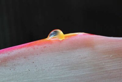 Papier peint  strelitzia,Gran Canaria,Spain