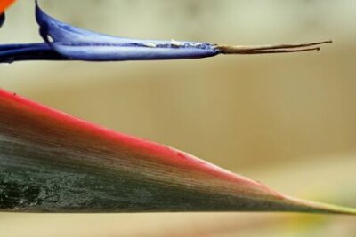 Papier peint  strelitzia,Gran Canaria,Spain