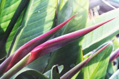 Papier peint  strelitzia,Gran Canaria,Spain