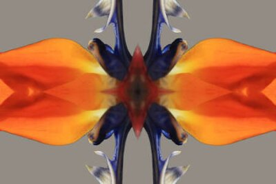 Papier peint  strelitzia,Gran Canaria,Spain