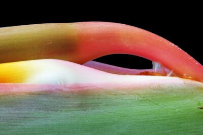 Papier peint  strelitzia,Gran Canaria,Spain