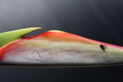 Papier peint  strelitzia,Gran Canaria,Spain