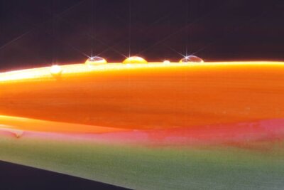 Papier peint  strelitzia,Gran Canaria,Spain