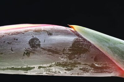 Papier peint  strelitzia,Gran Canaria,Spain