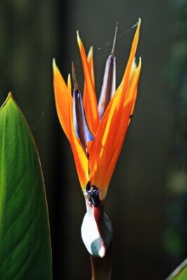 Papier peint  Strelitzia, Grande Canarie, Espagne