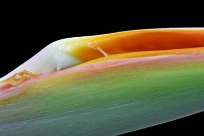 Papier peint  Strelitzia, Grande Canarie, Espagne