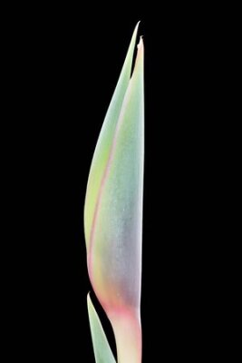 Papier peint  Strelitzia, Grande Canarie, Espagne