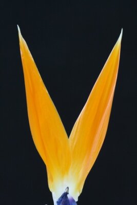 Papier peint  Strelitzia, Grande Canarie, Espagne