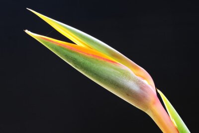 Papier peint  Strelitzia, Grande Canarie, Espagne