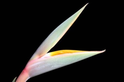 Papier peint  Strelitzia, Grande Canarie, Espagne