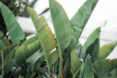 Strelitzia grandes feuilles vertes d'une plante tropicale