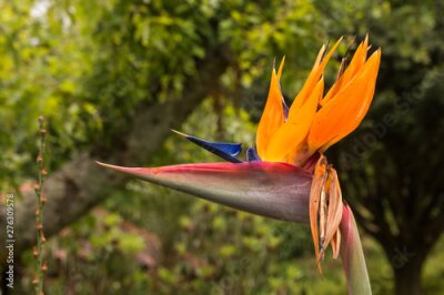 Papier peint  Strelitzia growing in the nature