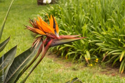 Papier peint  Strelitzia growing in the nature