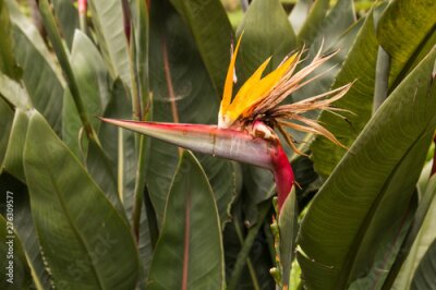 Papier peint  Strelitzia growing in the nature