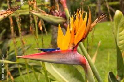 Papier peint  Strelitzia growing in the nature