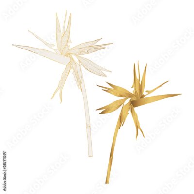 Papier peint  Strelitzia hand drawing golden flower. Minimal art flower on white backgroud. Modern universal aesthetic floral card, hand drawn abstract shapes. Good for poster, card, banner, cover.