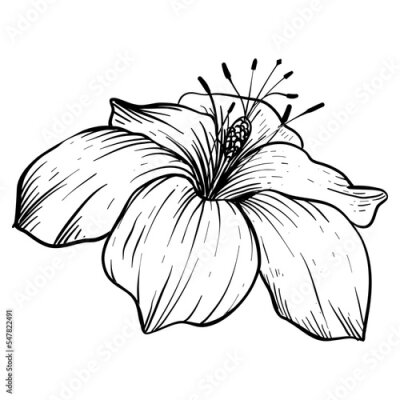 Papier peint  strelitzia hand drawn