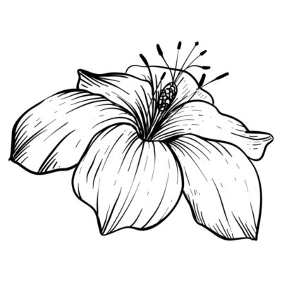 Papier peint  strelitzia hand drawn