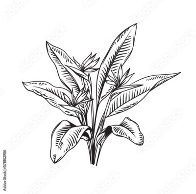 Papier peint  Strelitzia. Hand drawn black and white tropical plant. Vector illustration. Foliage design. Botanical element isolated on a white background.