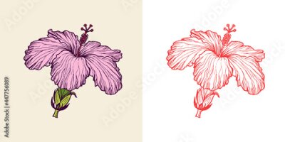 Papier peint  Strelitzia, Hibiscus, Plumeria. Flowering plants. Tropical or exotic leaves and leaf. Vintage fern. Engraved flowers. Hand drawn. Botanical background. Summer herb