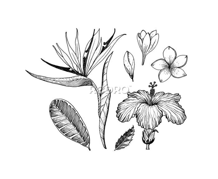 Papier peint  Strelitzia, Hibiscus, Plumeria. Flowering plants. Tropical or exotic leaves and leaf. Vintage fern. Engraved flowers. Hand drawn. Botanical background. Summer herb