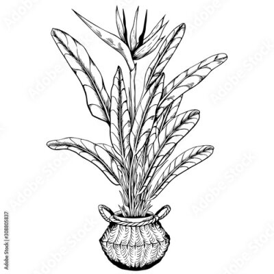 Papier peint  Strelitzia houseplant. Bird of paradise plant potted in seagrass basket. Hand drawn black and white vector illustration.