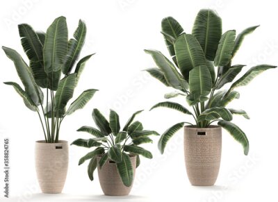 Papier peint  Strelitzia in a basket isolated on white background