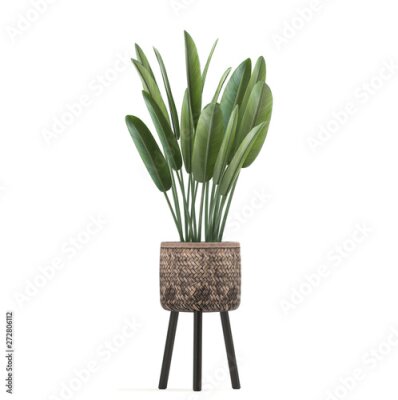 Papier peint  Strelitzia in a pot	