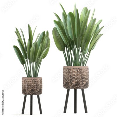 Papier peint  Strelitzia in a pot	