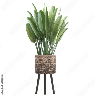 Papier peint  Strelitzia in a pot	