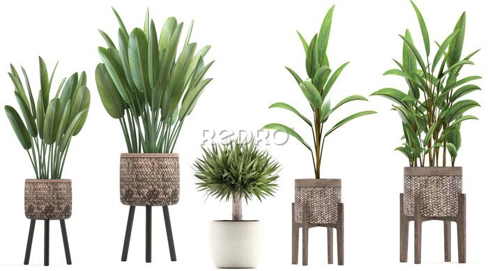 Papier peint  Strelitzia in a pot	