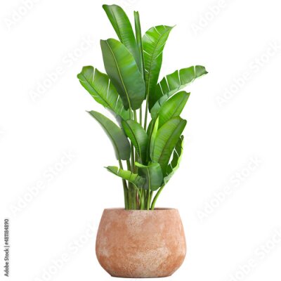 Papier peint   Strelitzia in a pot on a white background