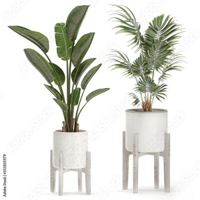 Papier peint  Strelitzia in a white pot isolated on white background