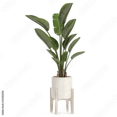 Papier peint  Strelitzia in a white pot isolated on white background