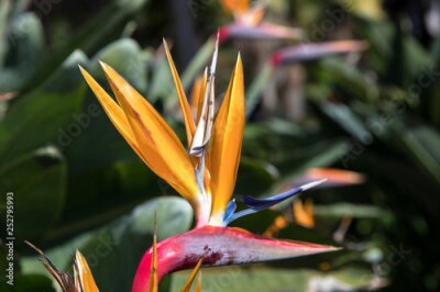 Papier peint  Strelitzia in Botanical garden of Funchal at Madeira Island