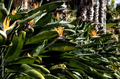 Papier peint  Strelitzia in Botanical garden of Funchal at Madeira Island