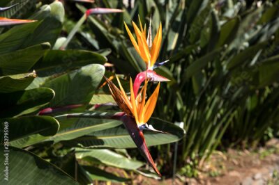 Papier peint  Strelitzia in Botanical garden of Funchal at Madeira Island
