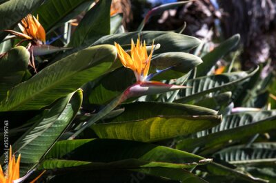 Papier peint  Strelitzia in Botanical garden of Funchal at Madeira Island