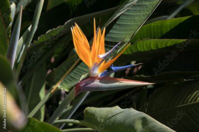 Papier peint  Strelitzia in Botanical garden of Funchal at Madeira Island