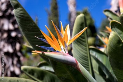 Papier peint  Strelitzia in Botanical garden of Funchal at Madeira Island