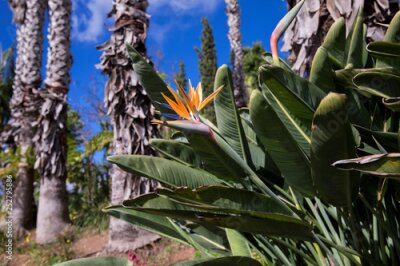 Papier peint  Strelitzia in Botanical garden of Funchal at Madeira Island