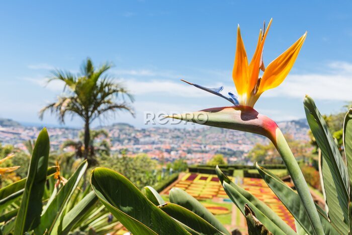 Papier peint  Strelitzia in Botanical garden of Funchal at Madeira Island